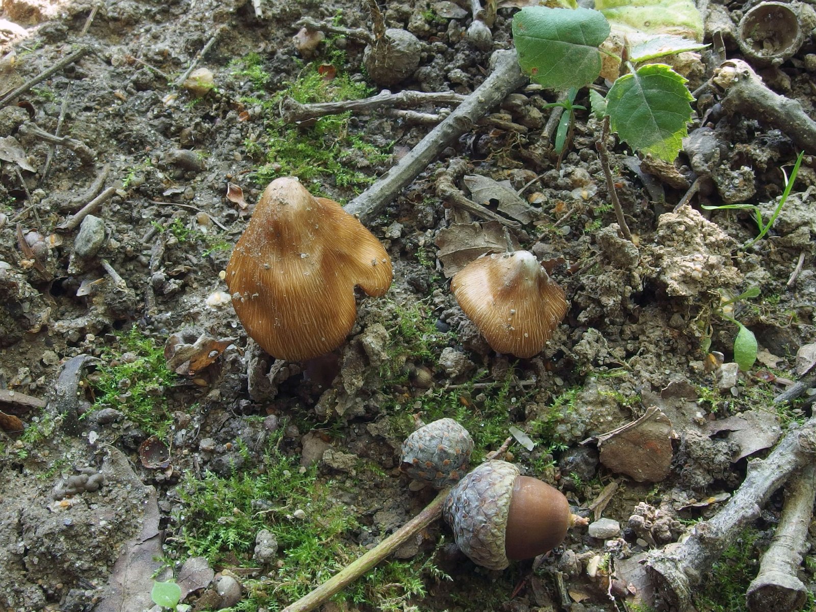 Inocybe asterospora MVK 20230805-03