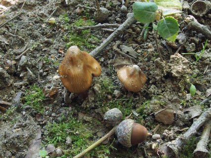 Inocybe asterospora MVK 20230805-03
