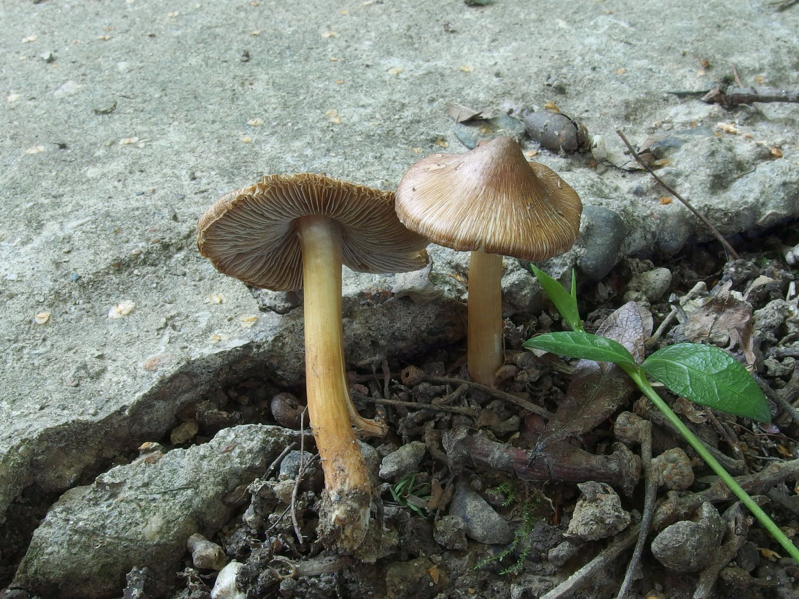 Inocybe asterospora MVK 20230805-02