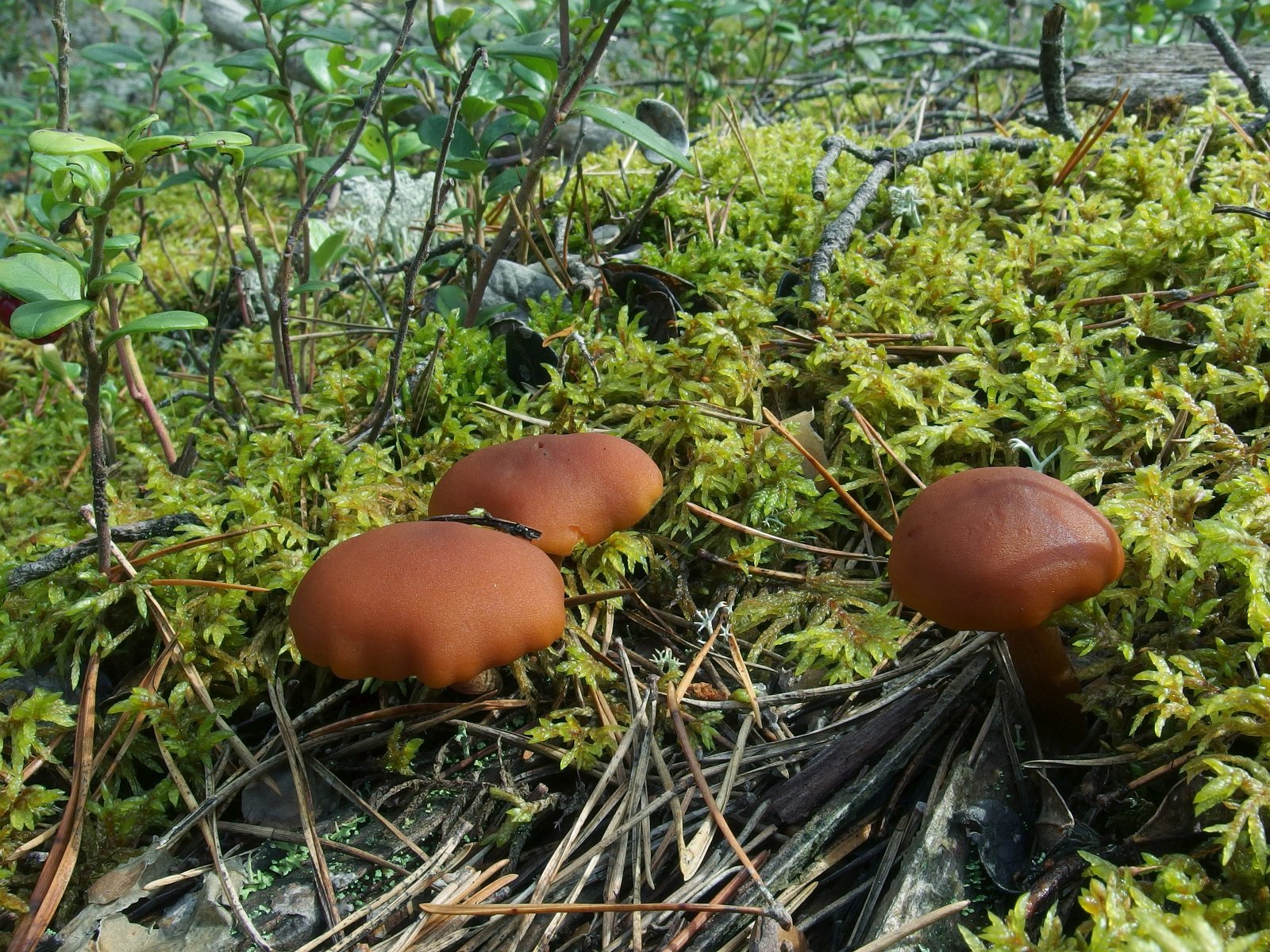 Gymnopilus liquiritiae MVK 20230823-01