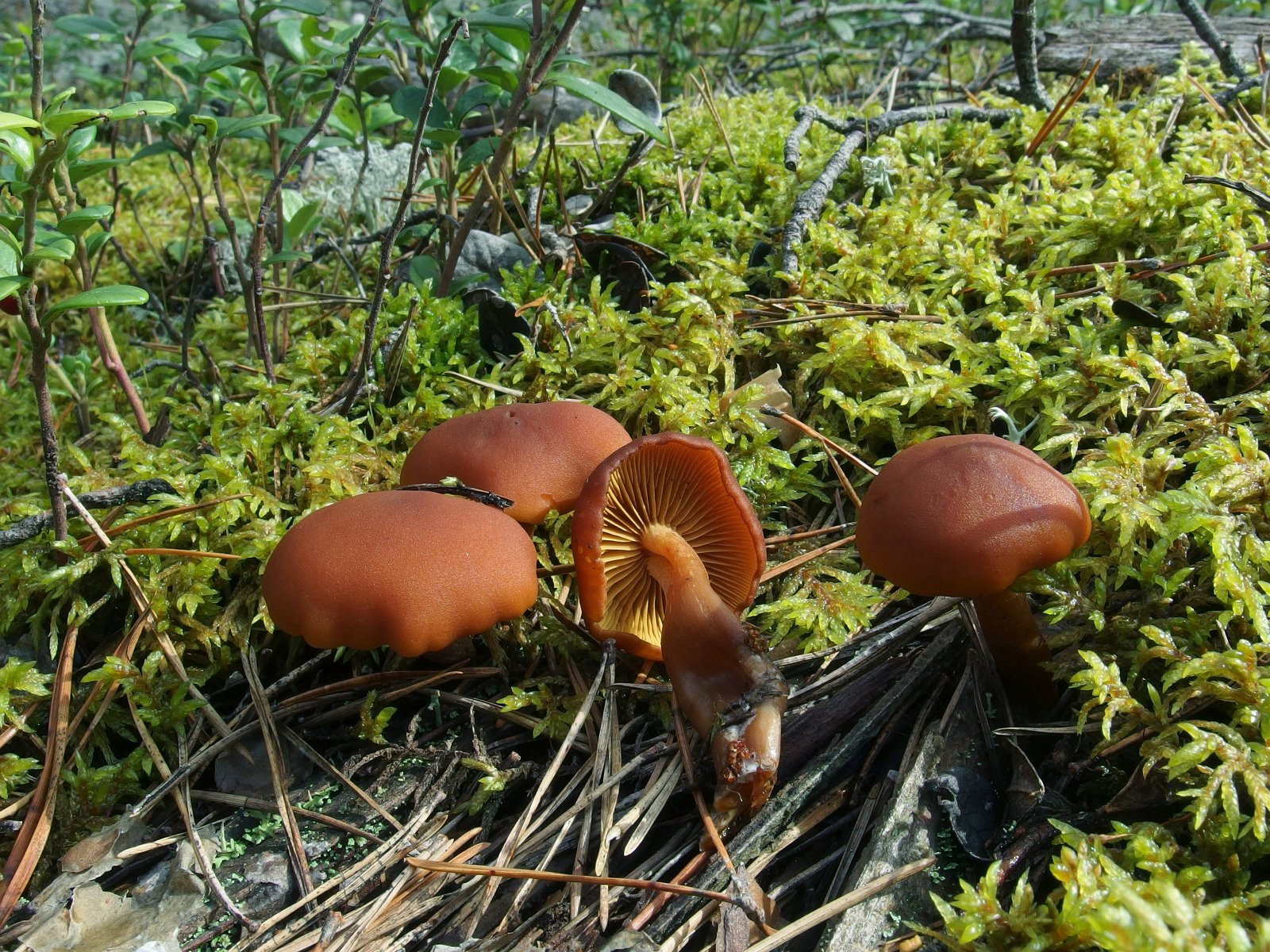 Gymnopilus liquiritiae MVK 20230823-02