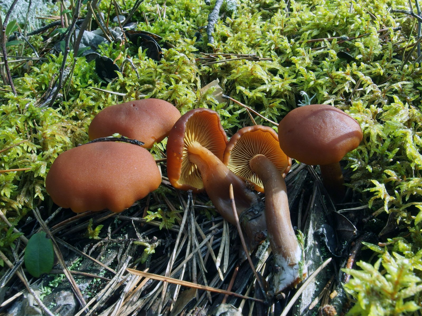 Gymnopilus liquiritiae MVK 20230823-03