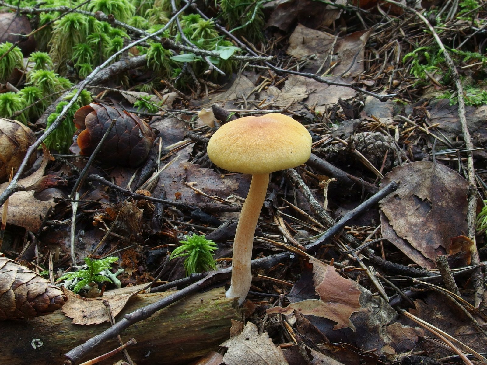 Gymnopilus stabilis MVK 20230823-01