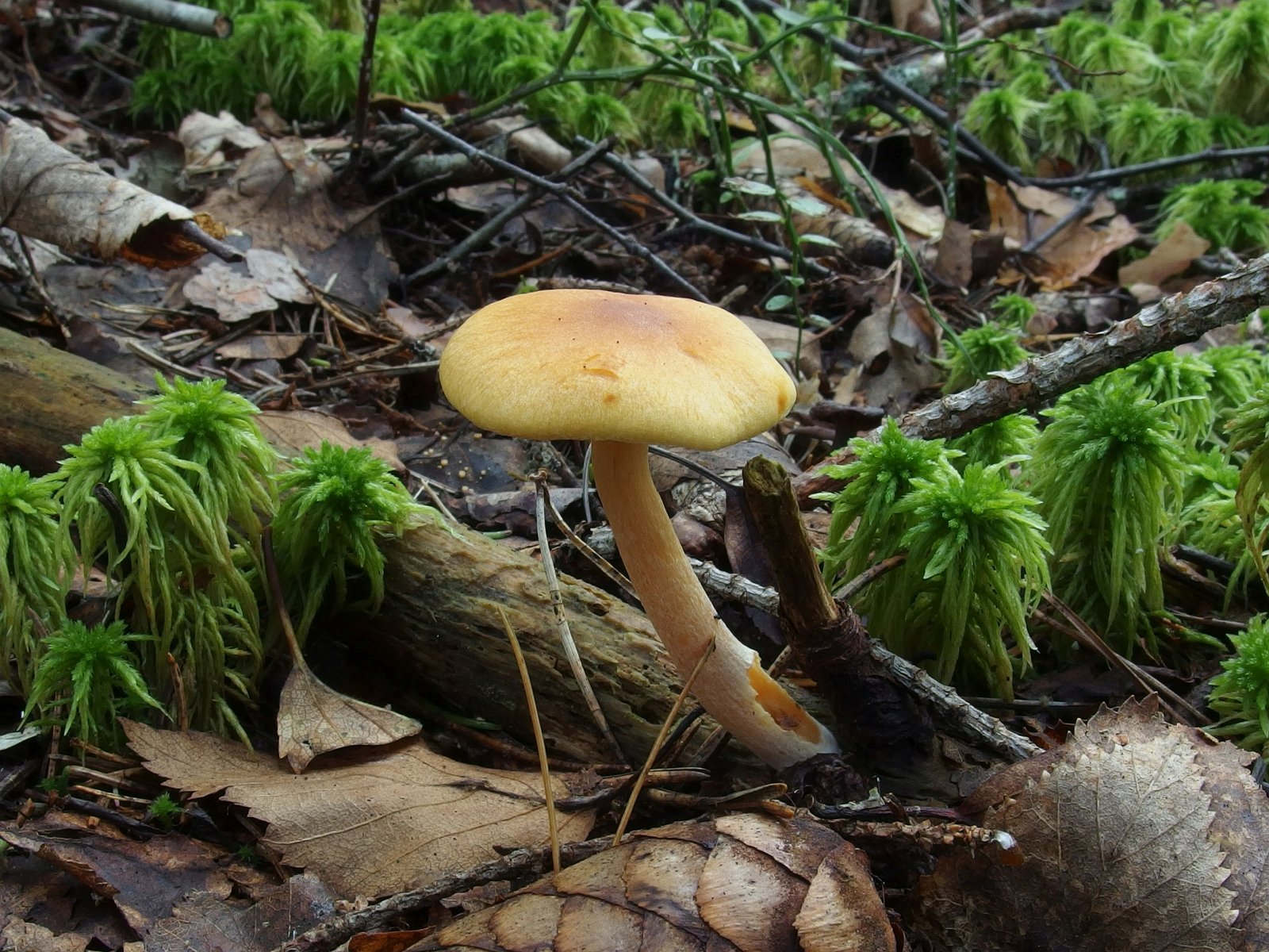 Gymnopilus stabilis MVK 20230823-02