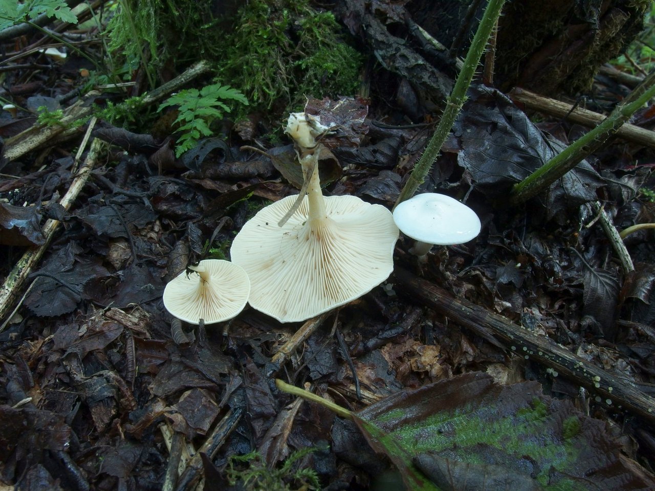 Neoclitocybe