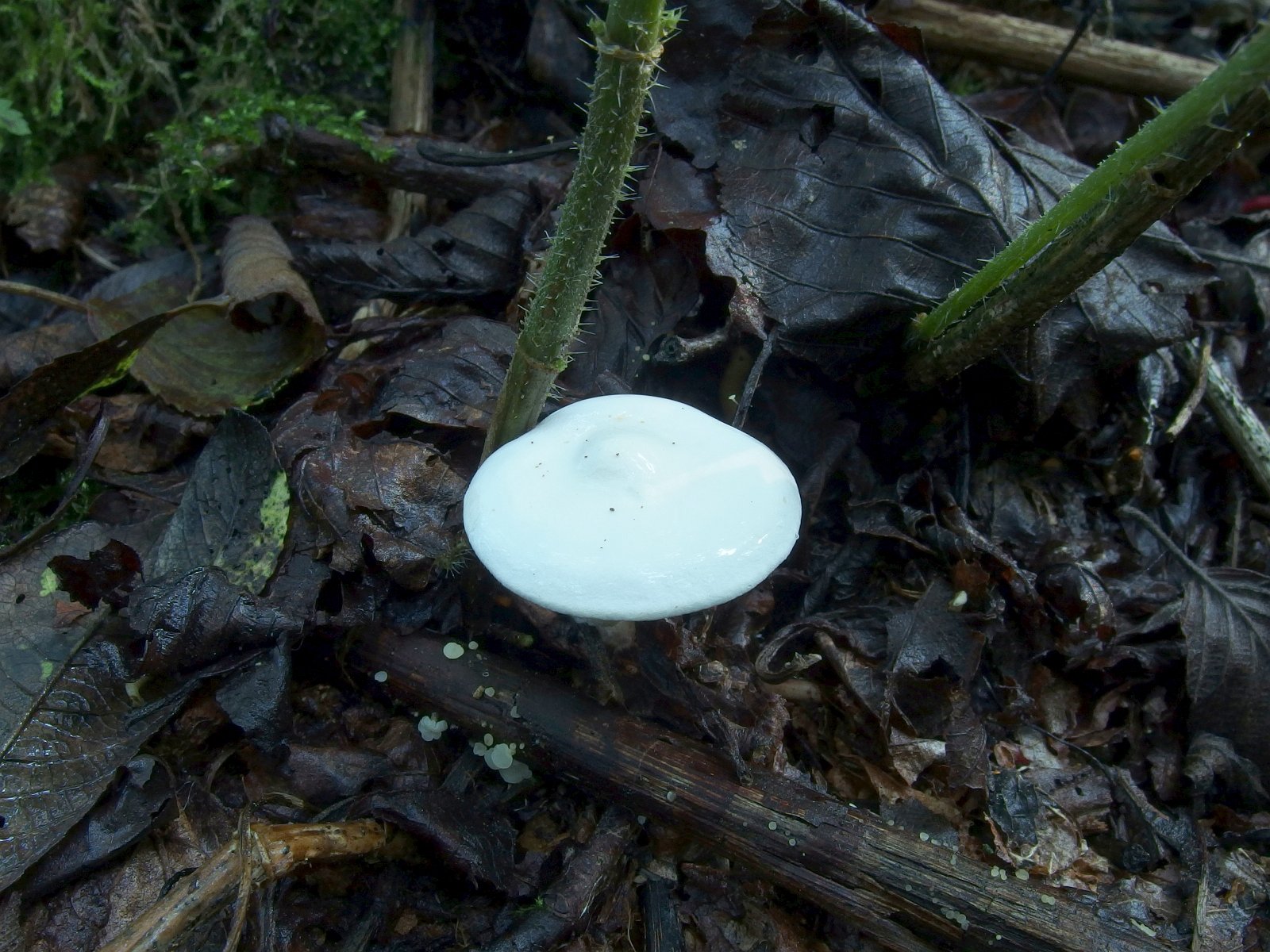 Neoclitocybe alba MVK 20230823-02
