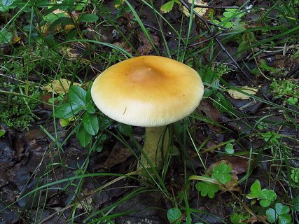 Amanita crocea – Поплавок шафрановый