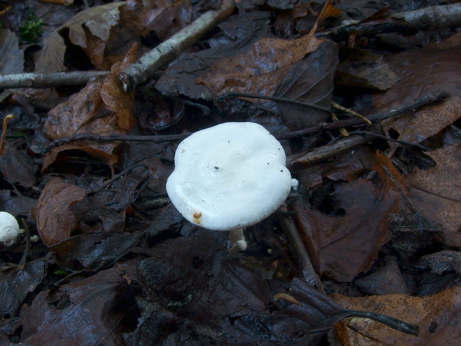 Neoclitocybe alba MVK 20230823-03