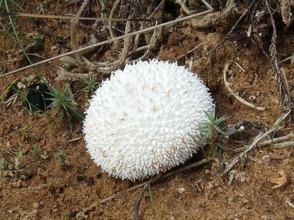 Lycoperdon marginatum MVK 20230823-01R