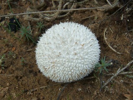 Lycoperdon marginatum MVK 20230823-02R