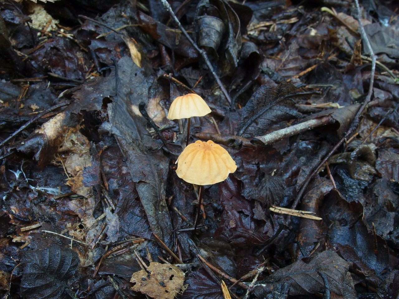 Marasmius siccus