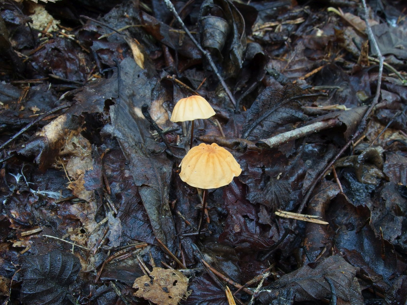 Marasmius siccus MVK 20230823-01