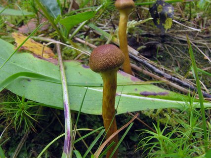 Cortinarius uliginosus