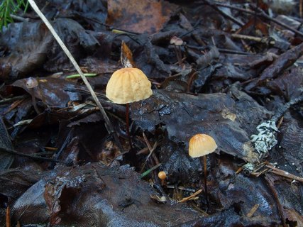 Marasmius siccus MVK 20230823-02