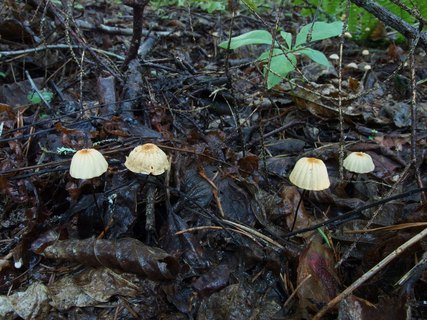 Marasmius siccus MVK 20230823-04