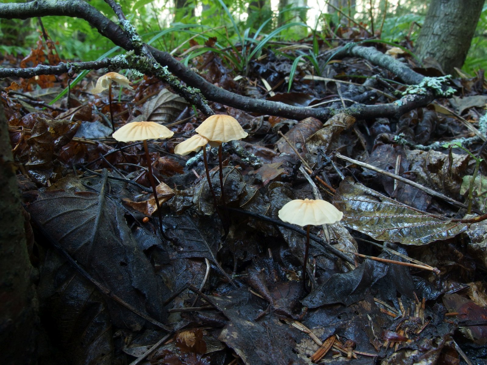 Marasmius siccus MVK 20230823-05