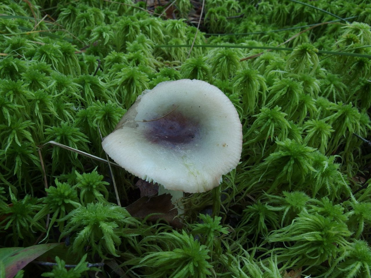 Russula cavipes