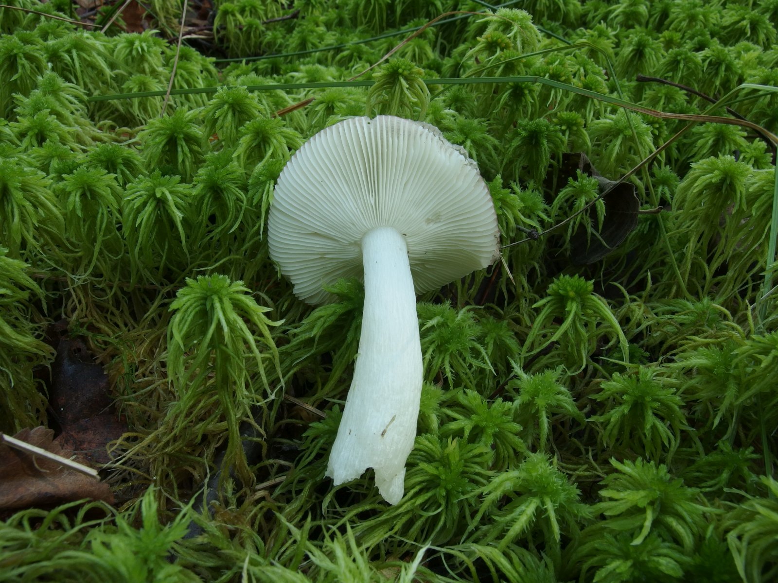 Russula cavipes MVK 20230823-02
