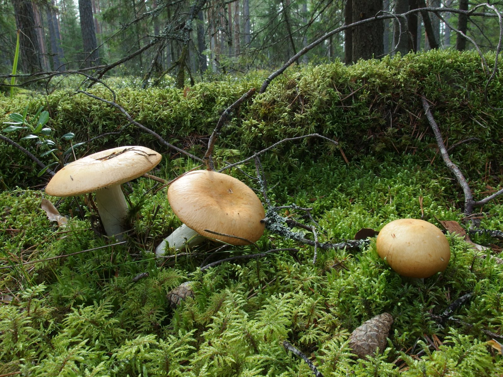 Russula decolorans MVK 20230823-01