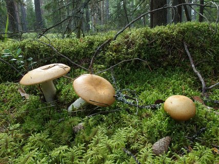Russula decolorans MVK 20230823-01