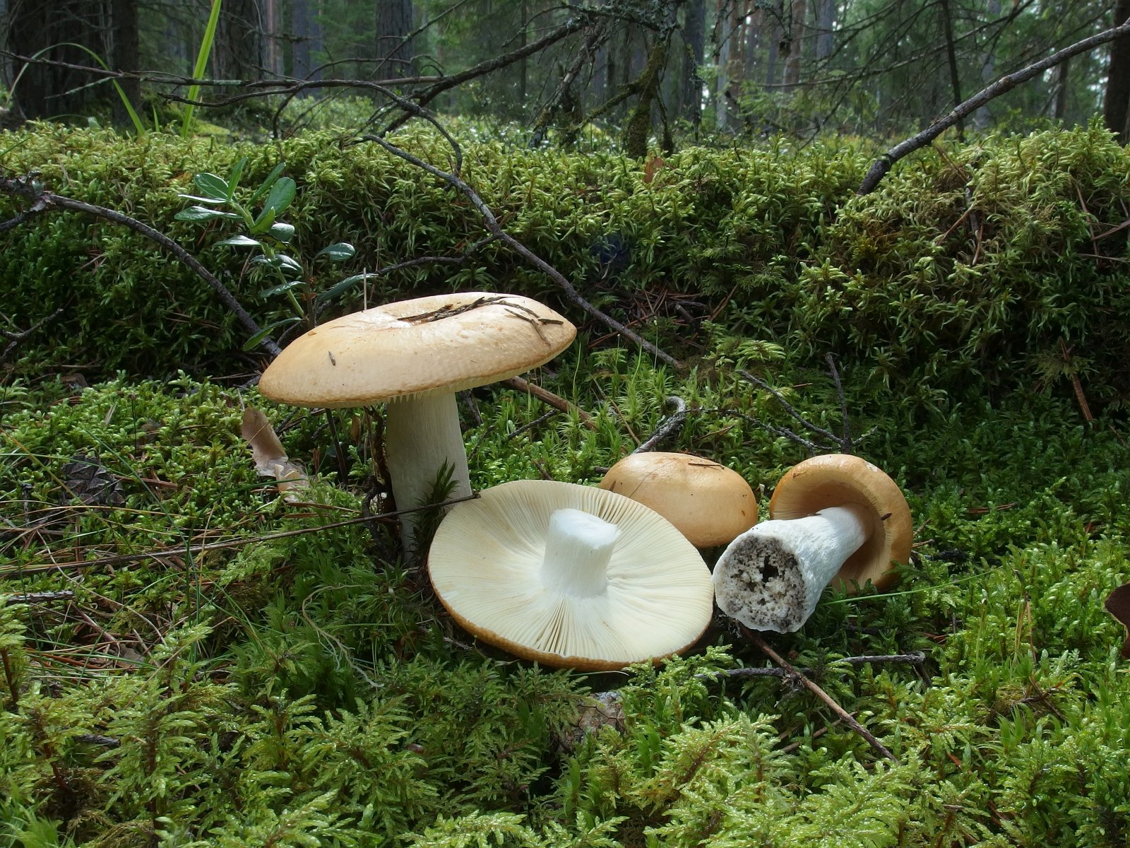Russula decolorans MVK 20230823-02