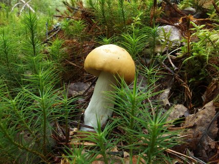 Russula decolorans MVK 20230823-03