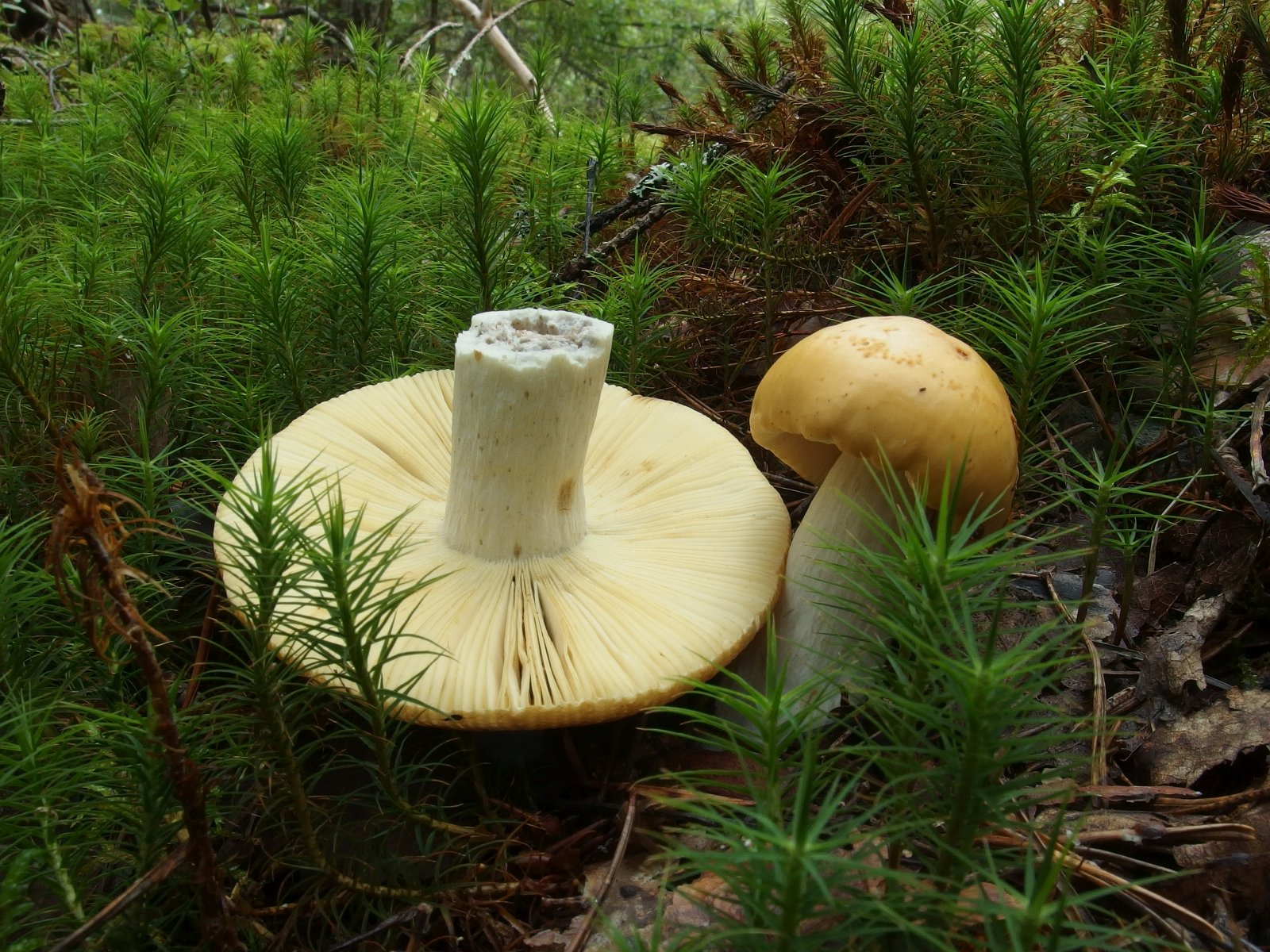 Russula decolorans MVK 20230823-04