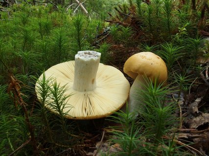 Russula decolorans MVK 20230823-04