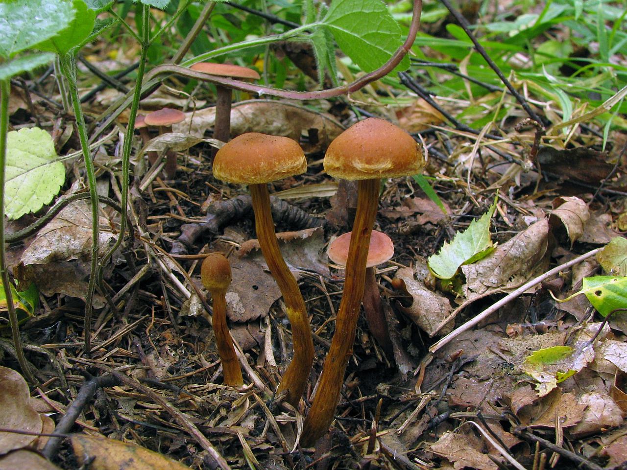 Cortinarius uliginosus