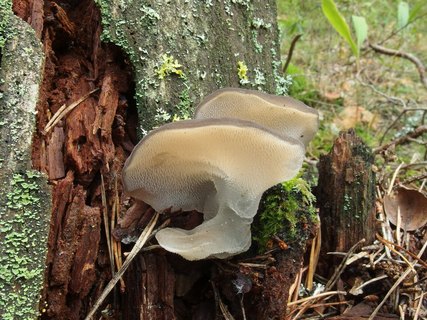 Pseudohydnum gelatinosum MVK 20230823-02