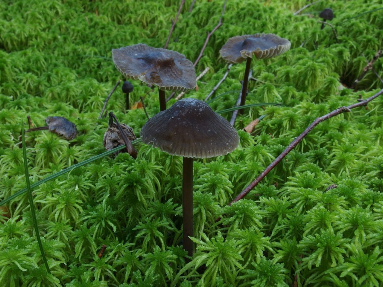 Mycena megaspora