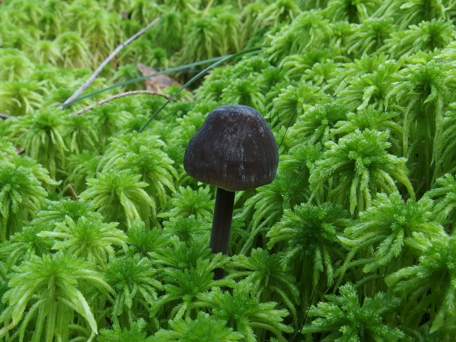Mycena megaspora MVK 20230823-02