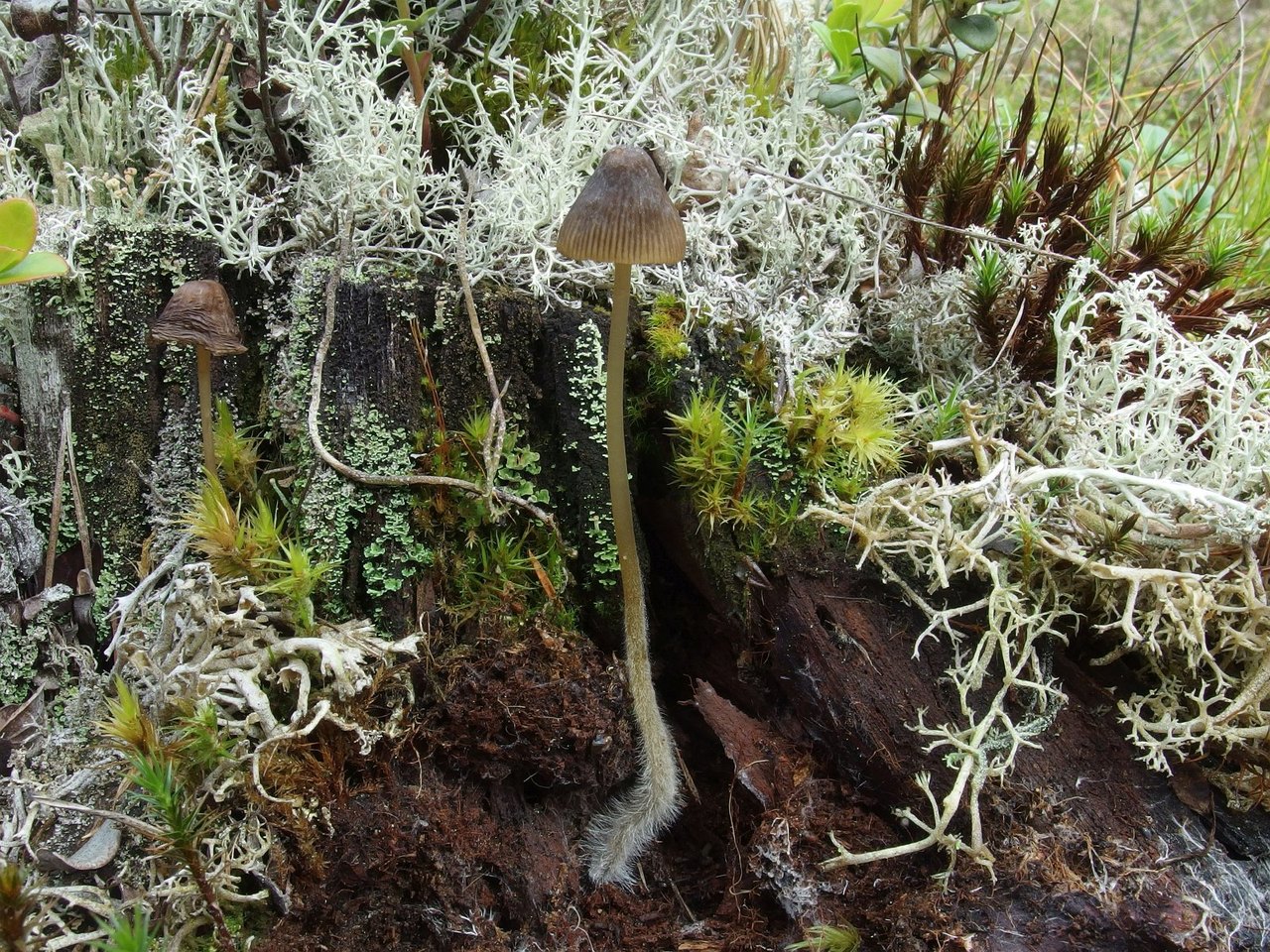 Mycena silvae-nigrae