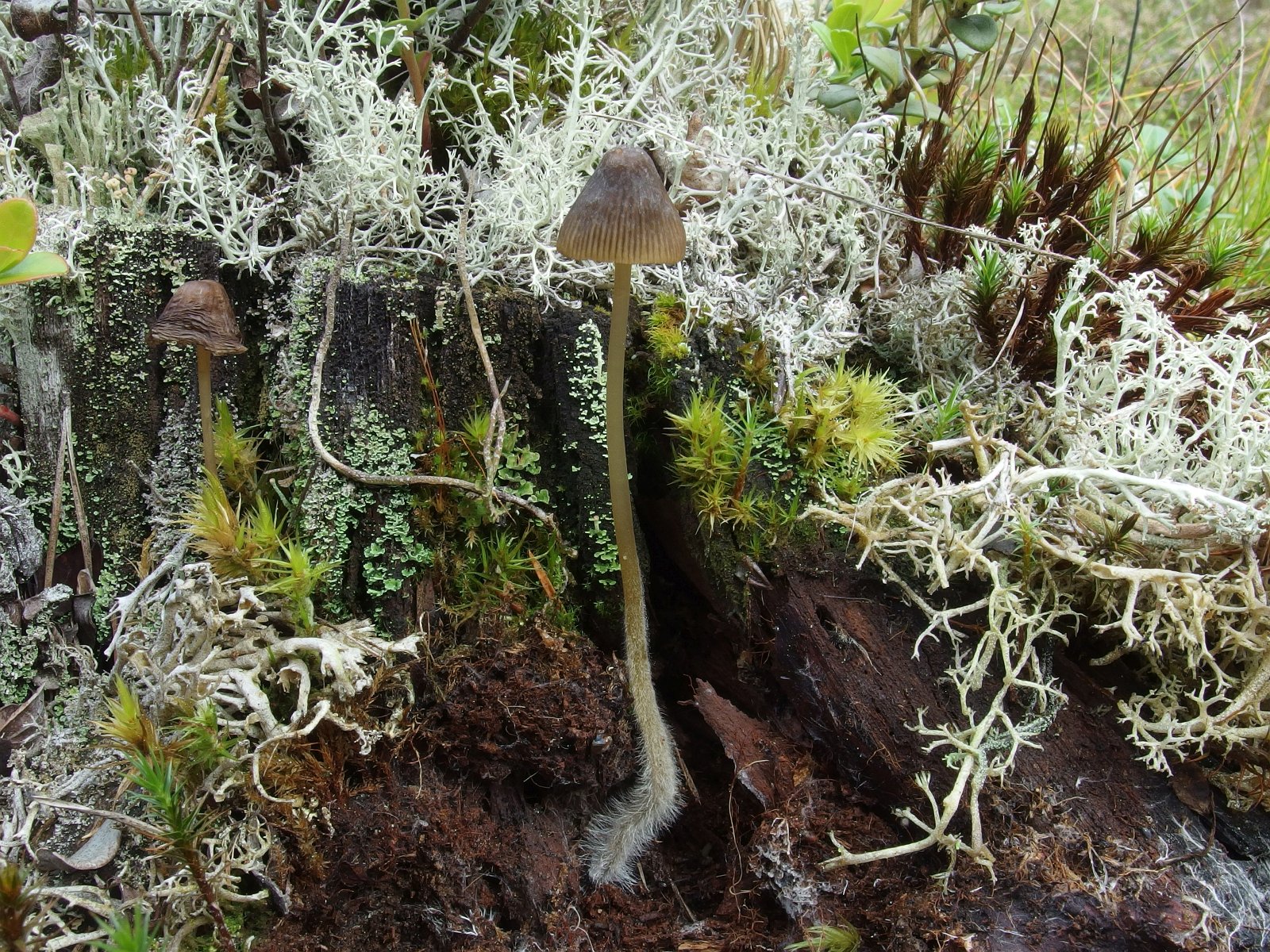 Mycena silvae-nigrae MVK 20230823-01
