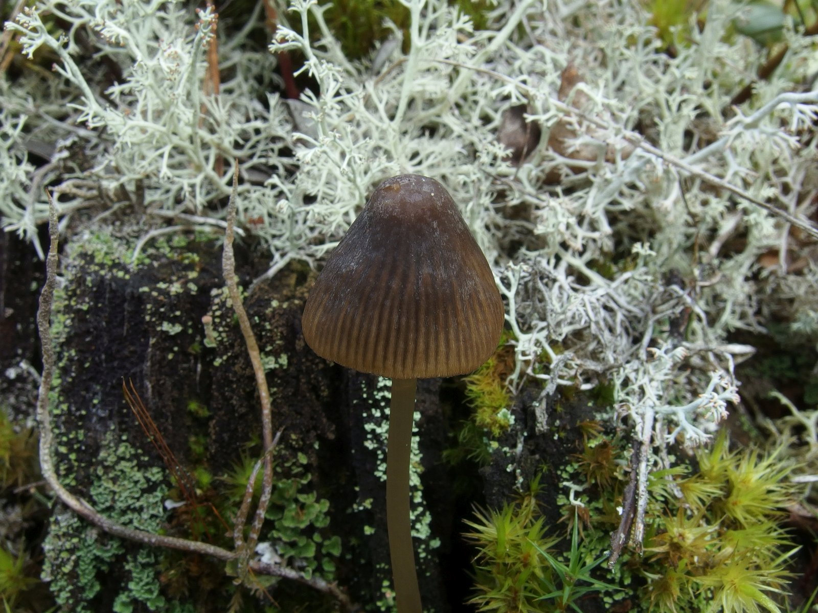 Mycena silvae-nigrae MVK 20230823-02