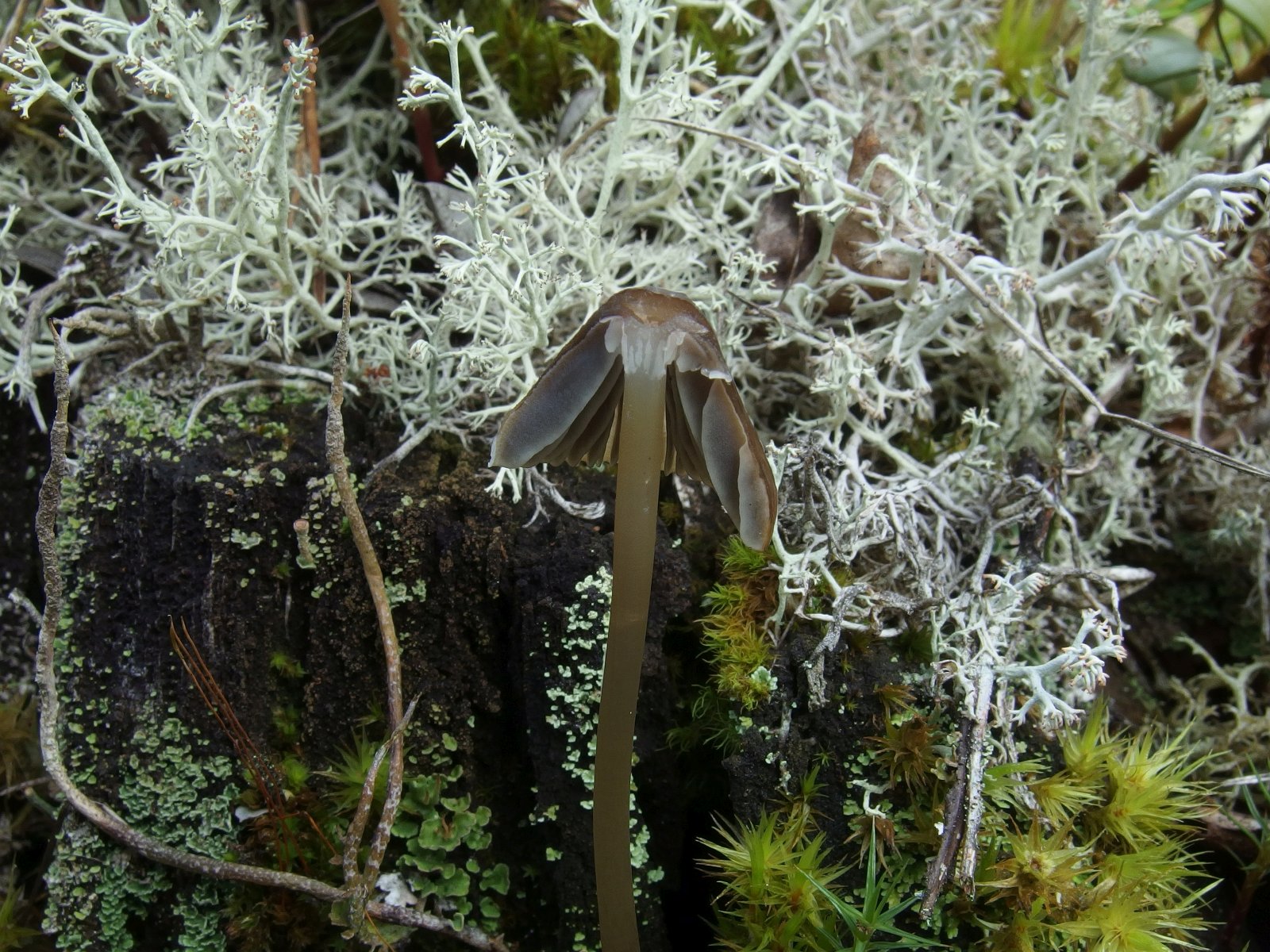 Mycena silvae-nigrae MVK 20230823-03