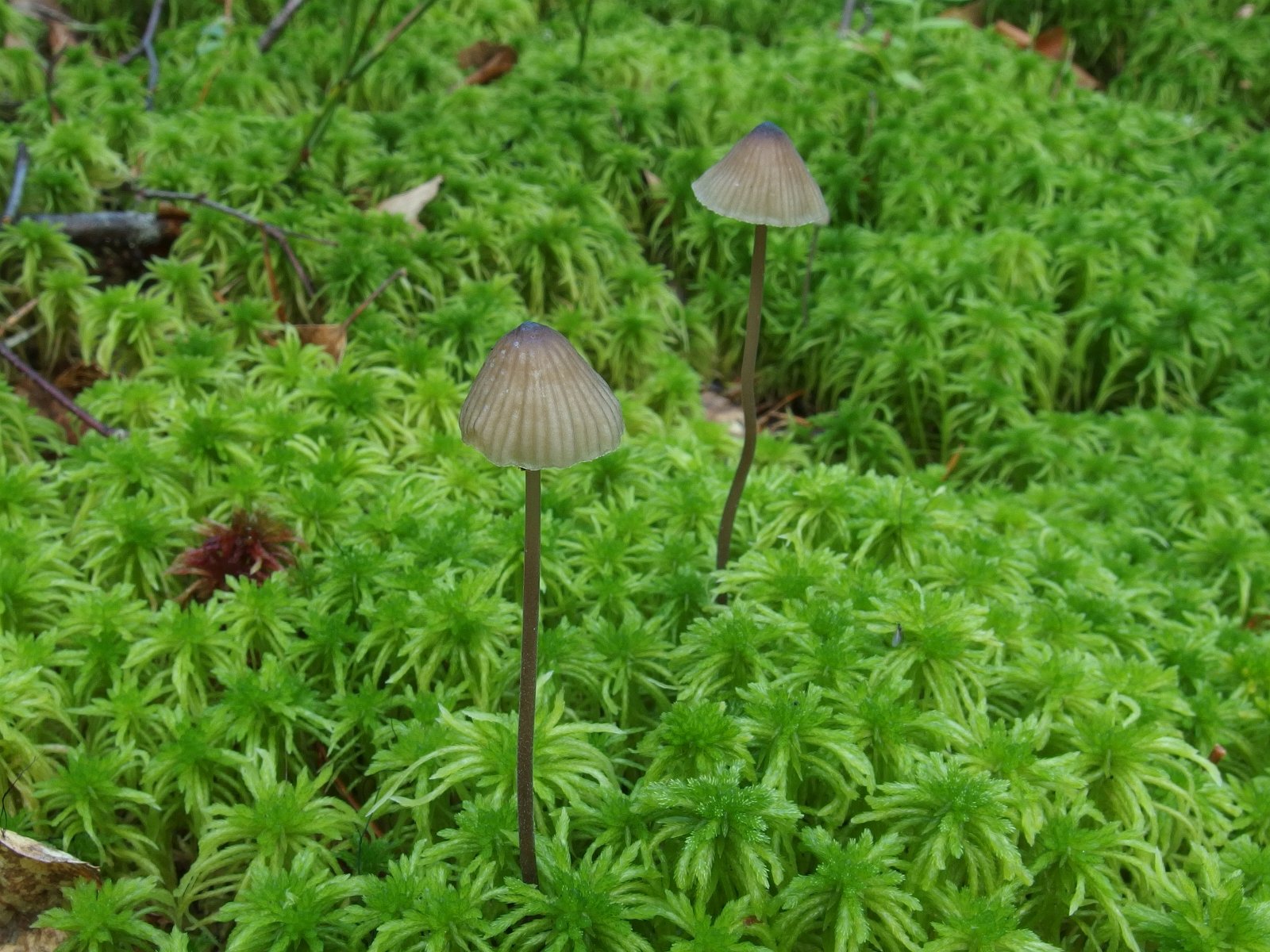 Mycena galopus MVK 20230823-01