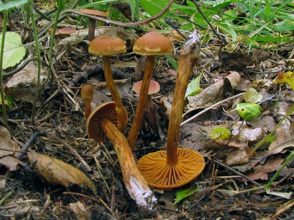 Cortinarius uliginosus