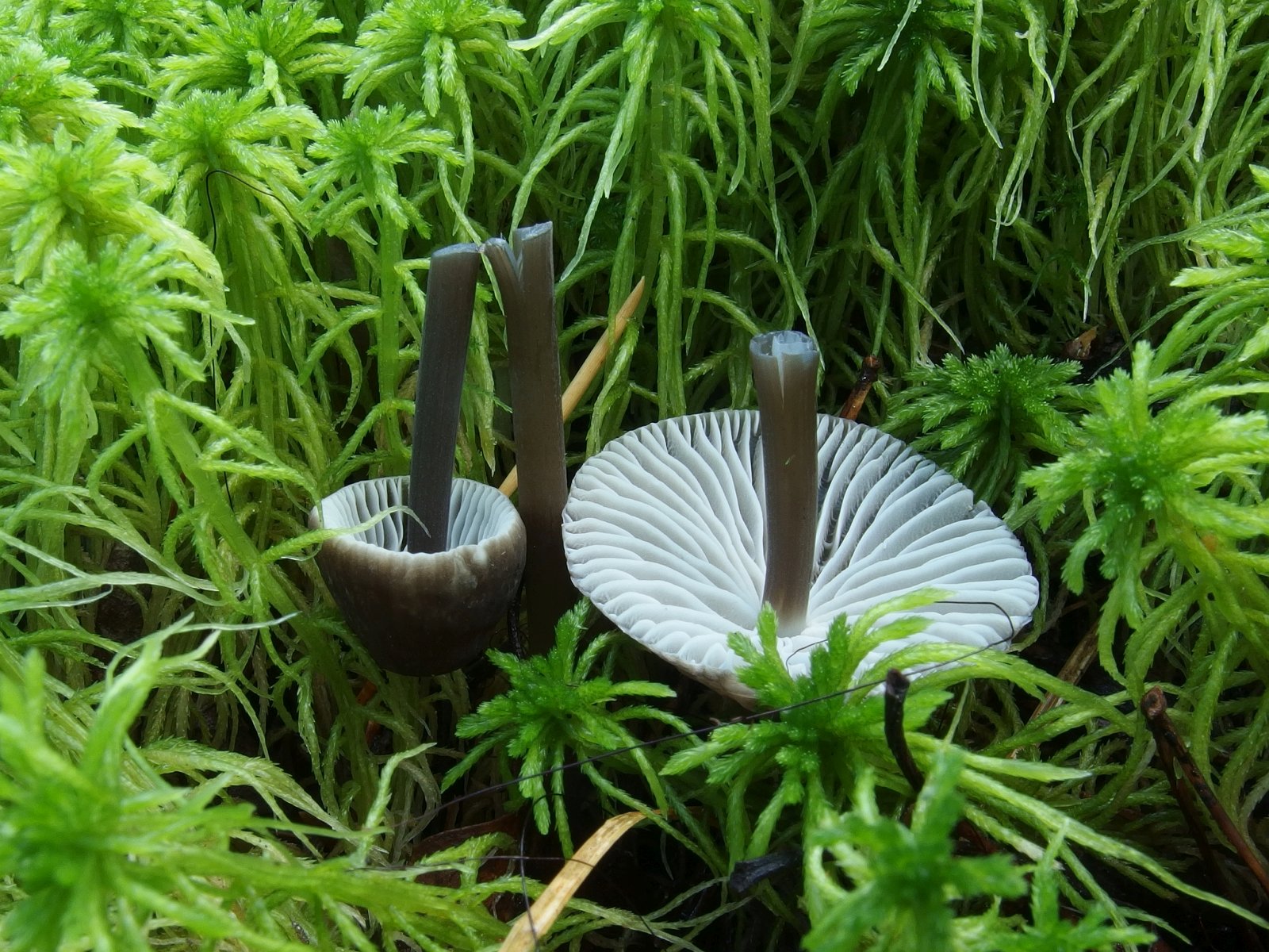 Mycena galopus MVK 20230823-02