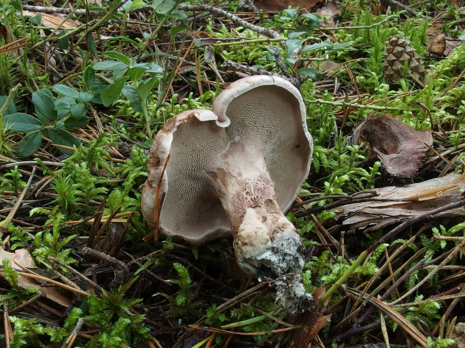 Sarcodon glaucopus MVK 20230823-04
