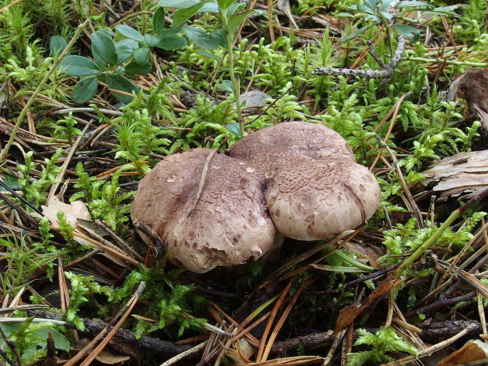 Sarcodon glaucopus MVK 20230823-03