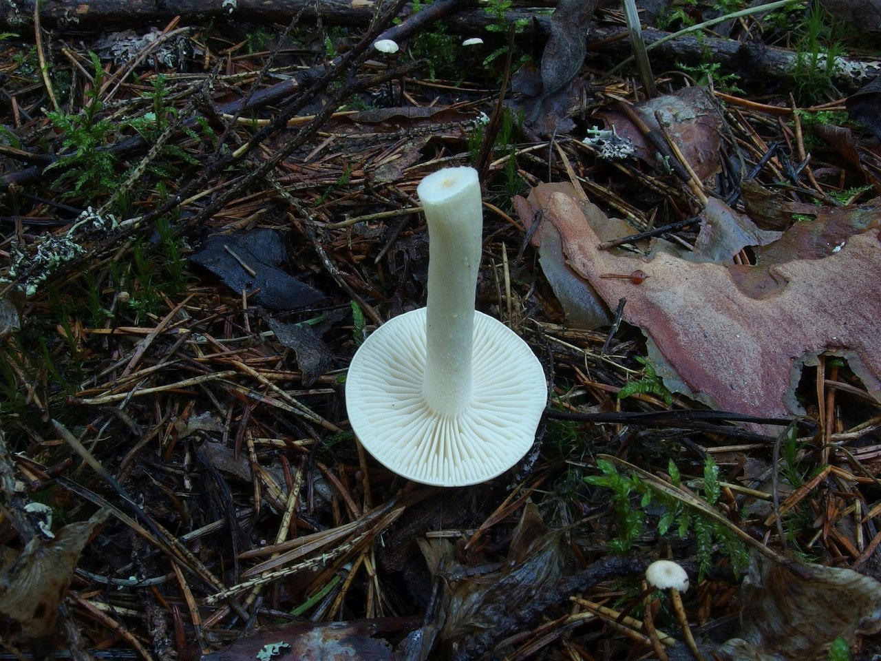 Tricholoma inamoenum