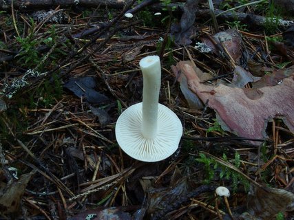 Tricholoma inamoenum MVK 20230823-02