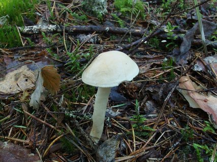 Tricholoma inamoenum MVK 20230823-01