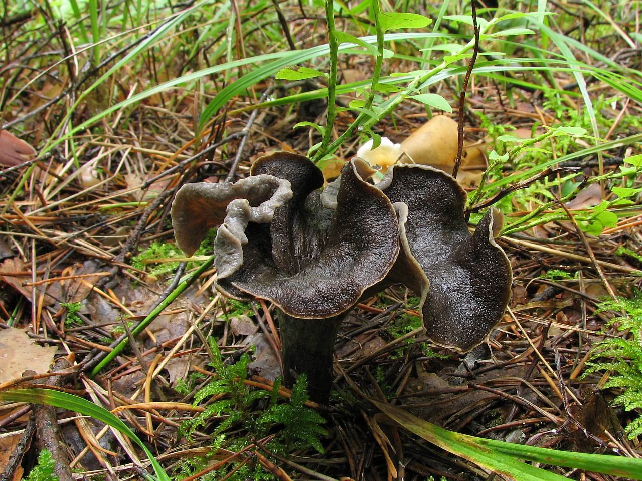 Craterellus