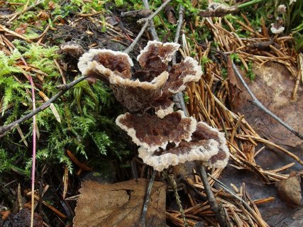 Thelephora terrestris MVK 20230823-03