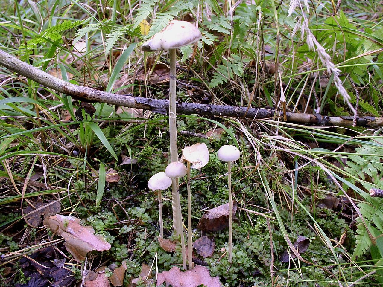 Stropharia alcis MVK 20040917-1