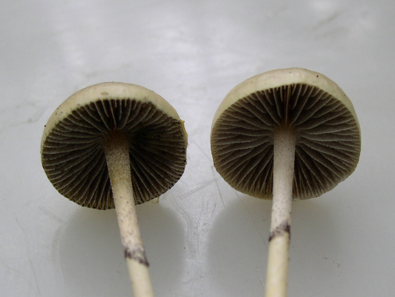 Stropharia alcis MVK 20040918-3