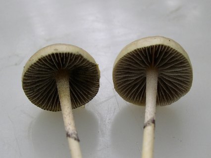 Stropharia alcis MVK 20040918-3