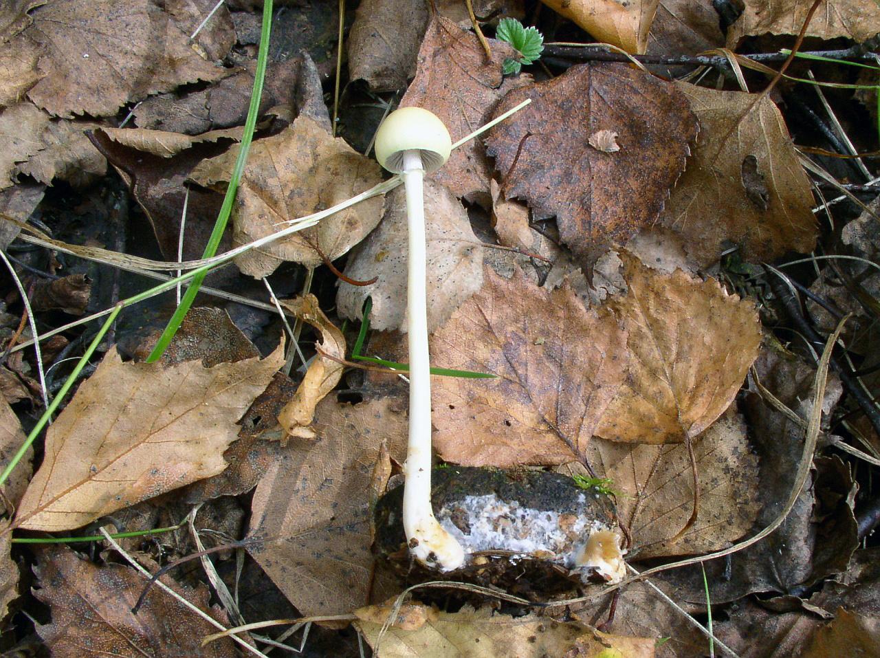 Stropharia alcis MVK 20050923-1